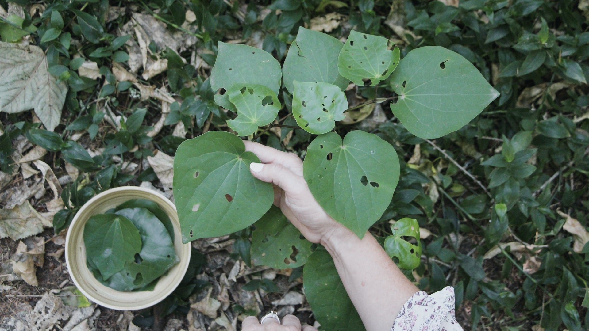 Kawakawa